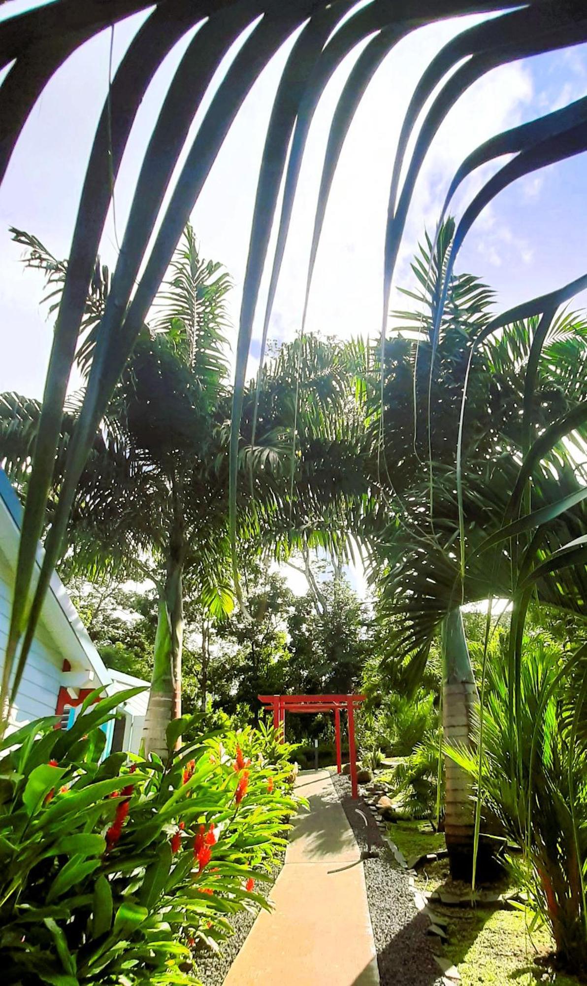 Caraibes Cottages Corail Deshaies Extérieur photo